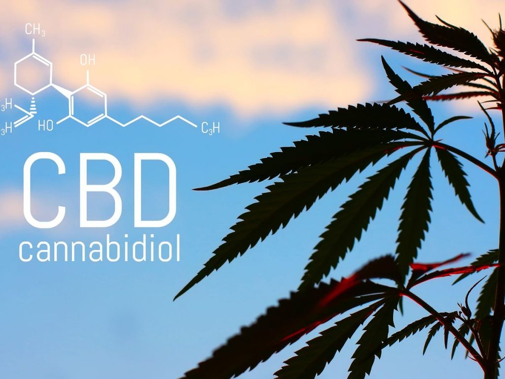 best cbd oil for dogs